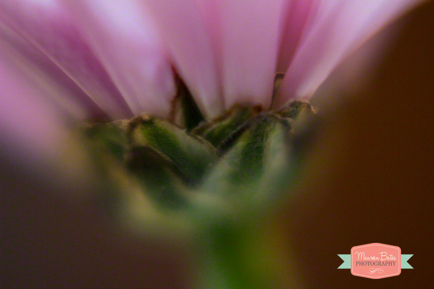 flower_mphoto_2014_2