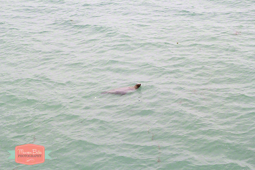 seal_sea_lion_mbphoto_2014