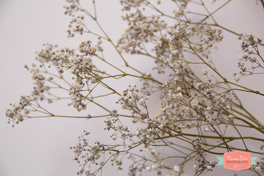 baby's_breath