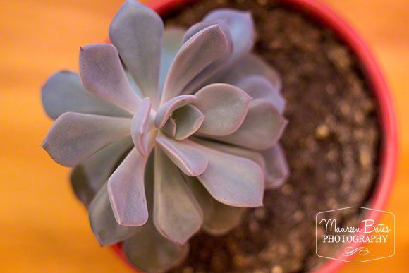 august_my_week_succulent
