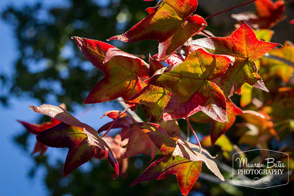 mbphoto_blog_leaves_fall