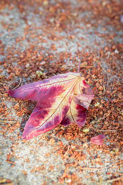 mbphoto_blog_single_leaf_fall