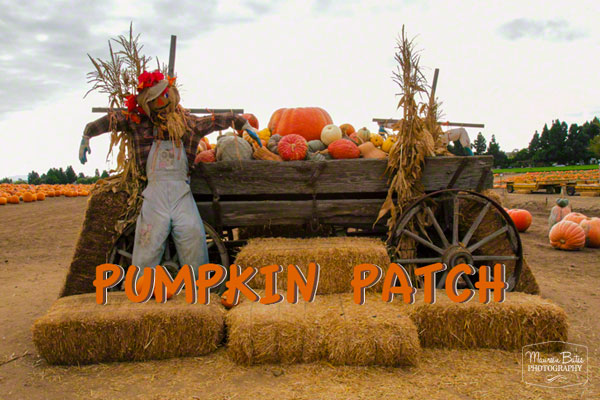 oct_27_2014_pumpkin_patch.01