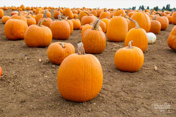 oct_27_2014_pumpkin_patch.02