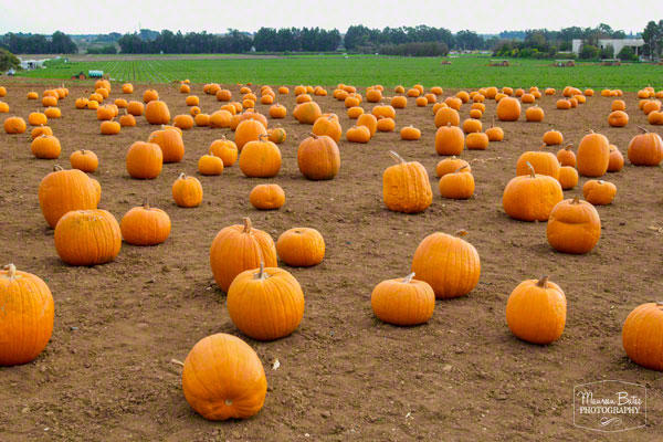 oct_27_2014_pumpkin_patch.03