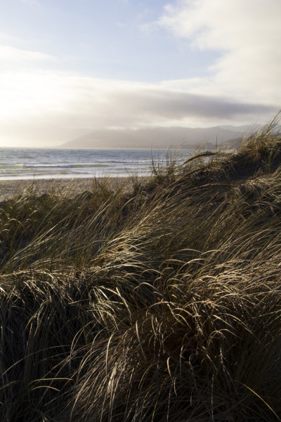 dune_grass_ocean