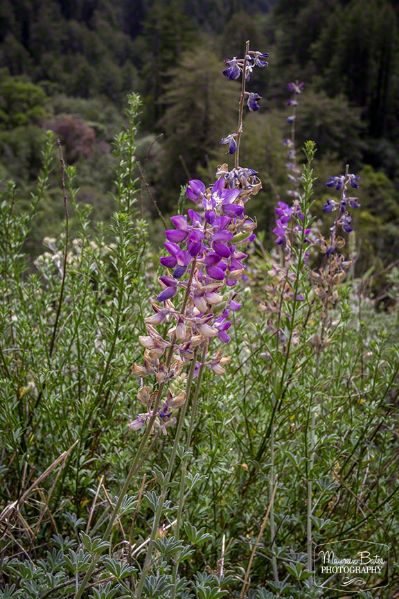 road_trip_march_2015_mbp.12