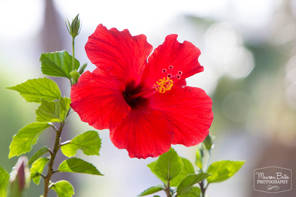 hibiscus_2015_mbphoto_blog_1