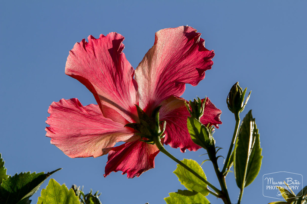 hibiscus_2015_mbphoto_blog_2