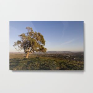 dream-tree-ldz-metal-prints