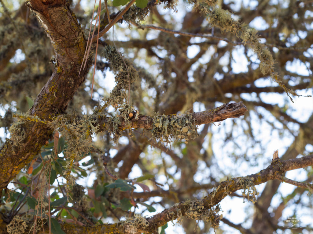 Maureen Bates Photography, Lake Naciemento, California, Camping, Adventure, maureenbates.com