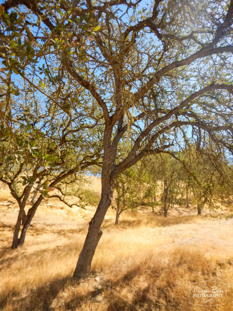 Maureen Bates Photography, Lake Naciemento, California, Camping, Adventure, maureenbates.com