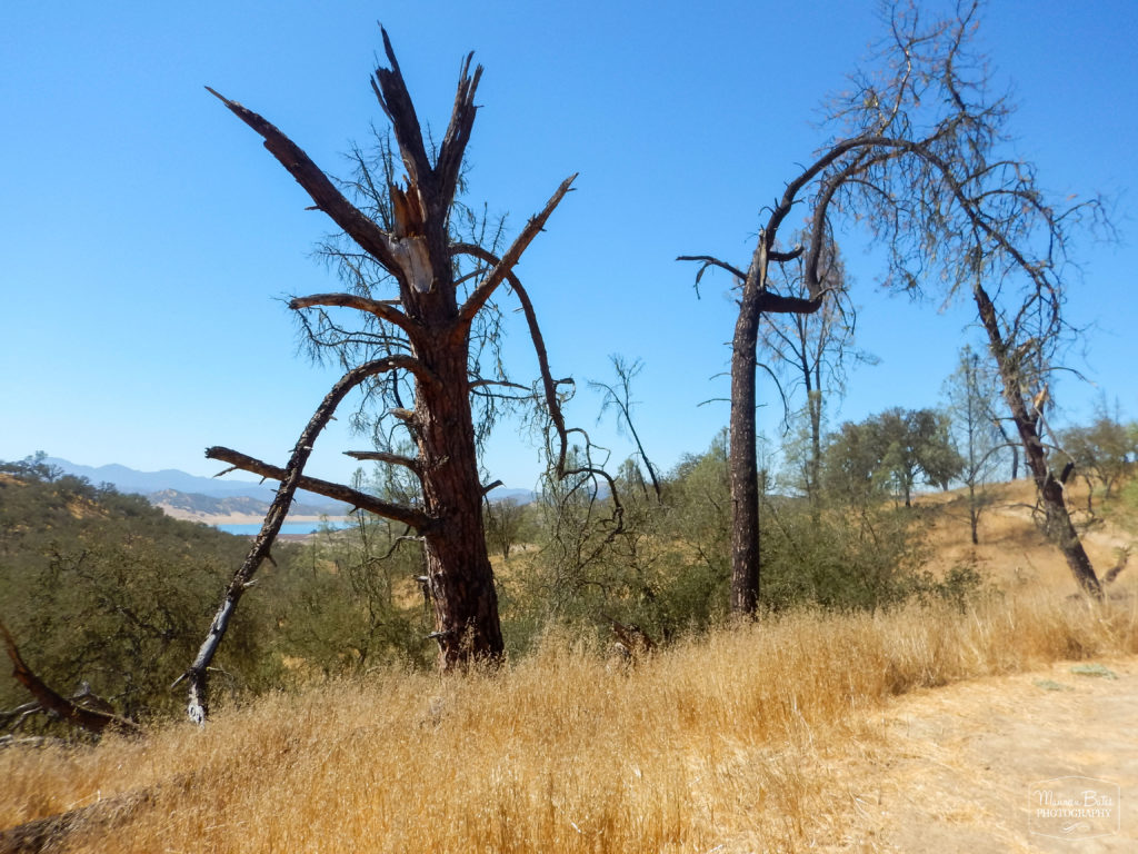 Maureen Bates Photography, Lake Naciemento, California, Camping, Adventure, maureenbates.com