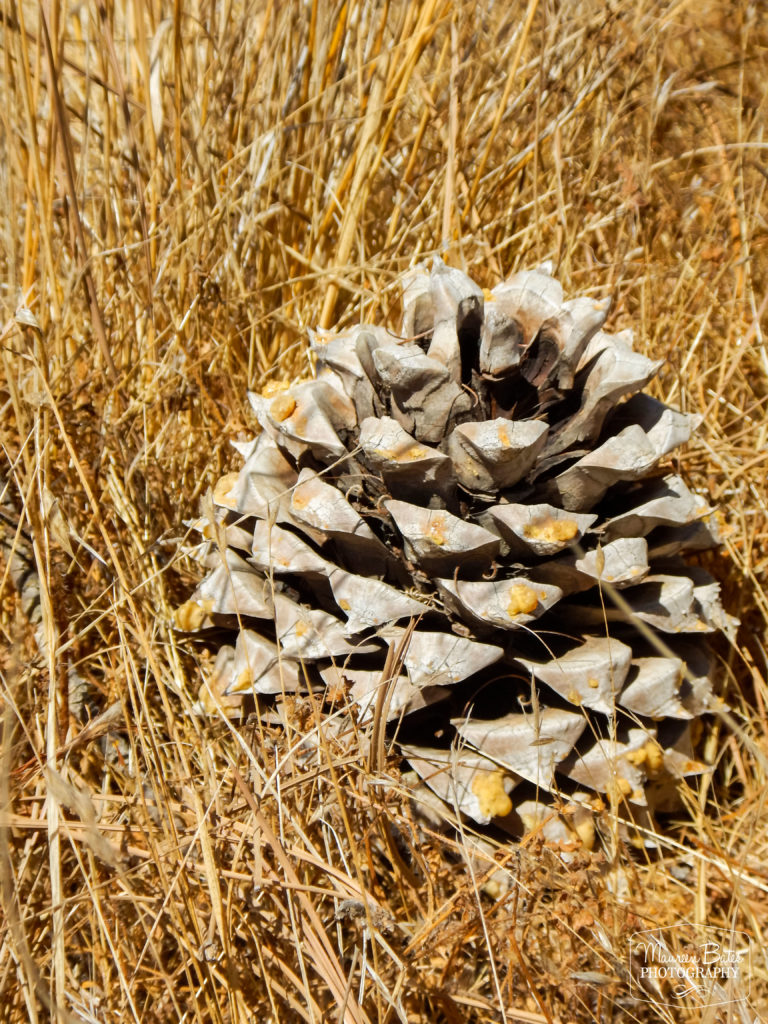 Maureen Bates Photography, Lake Naciemento, California, Camping, Adventure, maureenbates.com