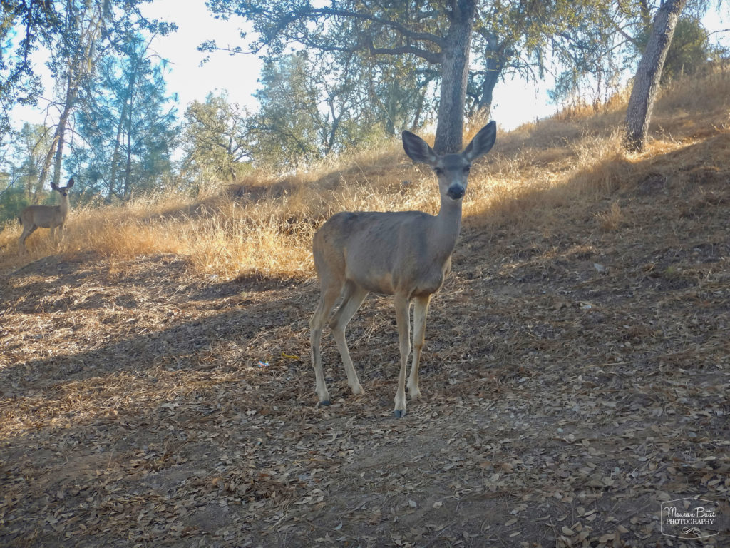 Maureen Bates Photography, Lake Naciemento, California, Camping, Adventure, maureenbates.com