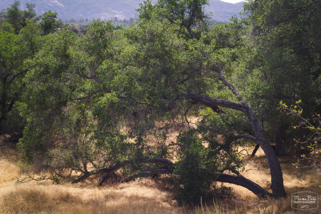 growing_sideways_mbphoto_sm_instagram