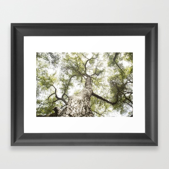 Maureen Bates Photography, Tree, Ojai, California, Fine Art Print