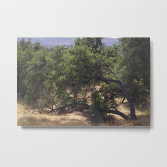 tree-growing-sideways-metal-prints