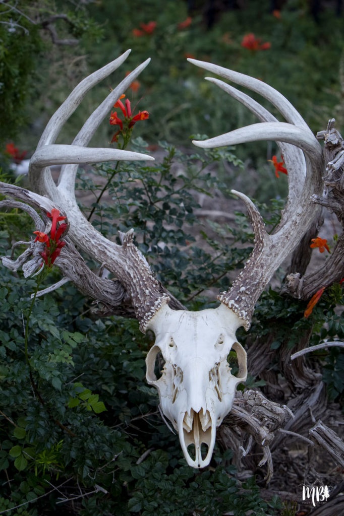 Maureen Bates Photography, Deer Skull, Home Decor, Art Print, Adventure, https://society6.com/product/deer-skull-color_print?curator=maureenbatesphotography