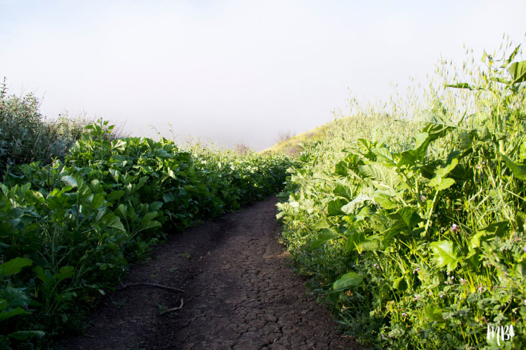 Follow The Trail, Nature Photography, Maureen Bates Photography, Shop Maureen Bates Photography, Southern California, California, Choose Mountains, Print Shop, Photography Print Shop, www.maureenbates.com