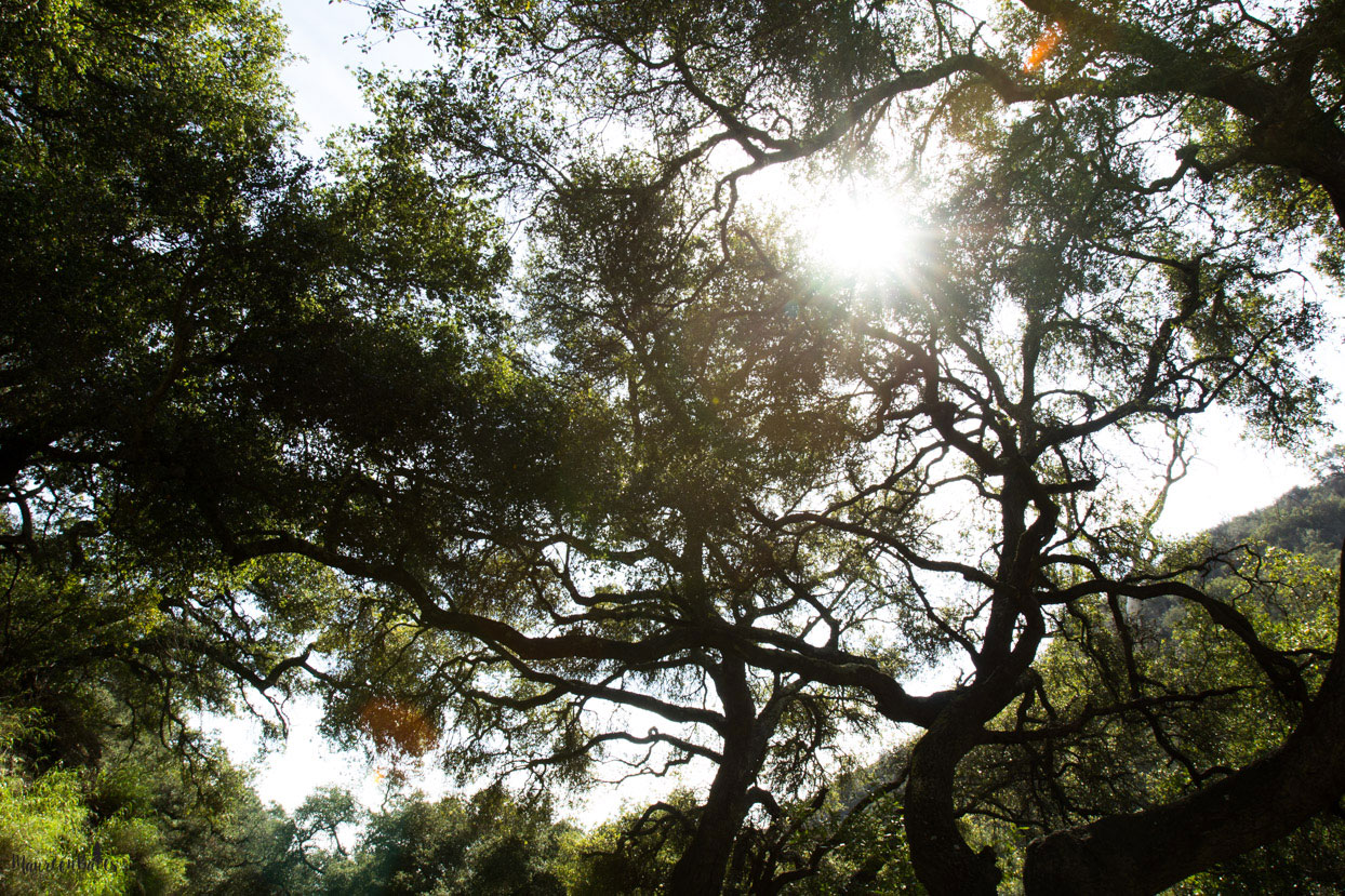 Photo Challenge & Tip Sunburst Coming through tree branches.