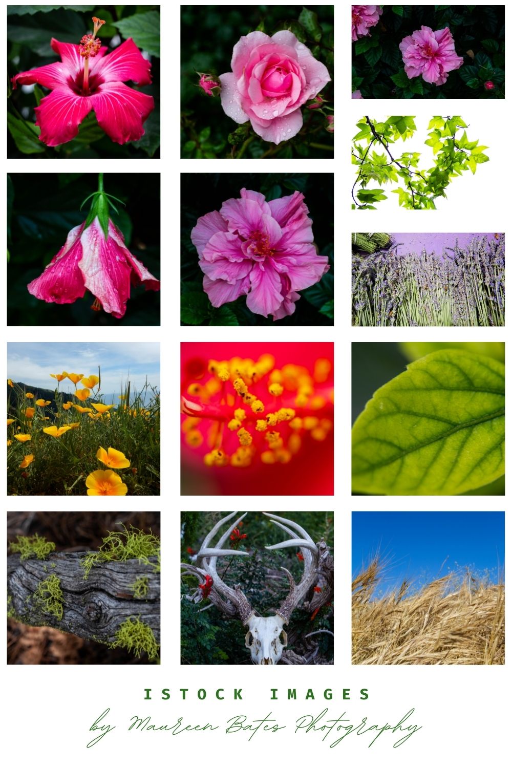 Thirteen colorful nature photographs of flowers, leaves, and deer skull.